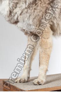 Wolf leg photo reference 0001